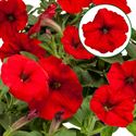 Afbeelding van Petunia P12 FF Red